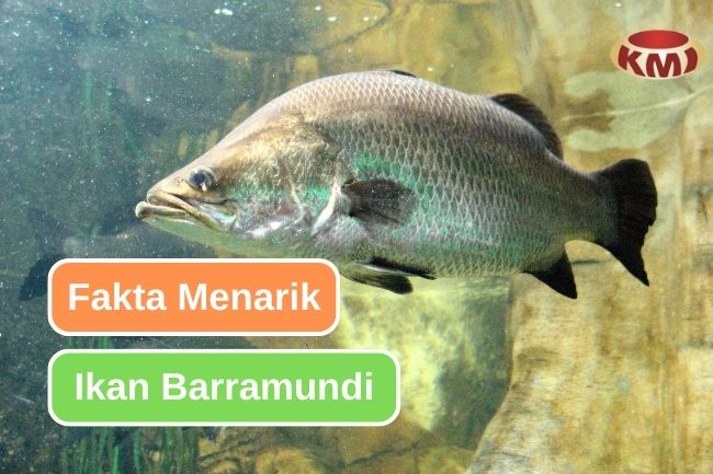 Ketahui 9 Fakta Menarik tentang Barramundi